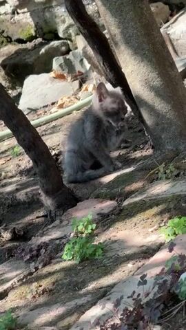 A small, fluffy gray kitten is sitting on a sloped, rocky surface. The kitten is facing to the right and is grooming itself, licking its paw. It is surrounded by dirt, small green plants, and the bases of two tree trunks. Sunlight filters through the trees, creating dappled shadows on the ground. In the background, there are rocks and a wall.