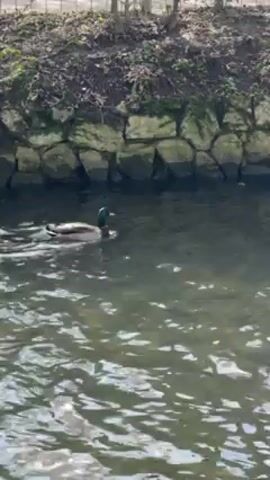The video shows a mallard duck swimming in a narrow waterway with a rock wall on one side.  The duck is swimming from left to right, and the water appears to be slightly rippled. Trees and a fence can be seen in the background above the rock wall. The lighting suggests a sunny day.