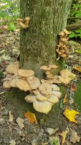 The video shows clusters of honey mushrooms growing on the base and trunk of a tree in a forest. The mushrooms are light brown and have caps of varying sizes, some are small and clustered, while others are larger and more spread out. The tree trunk is rough and covered in moss. The ground around the tree is covered in fallen leaves, some of which are yellow and brown. The background is blurred and shows green foliage and other trees, suggesting a natural wooded environment. The camera pans slightly to capture different angles of the mushroom clusters.