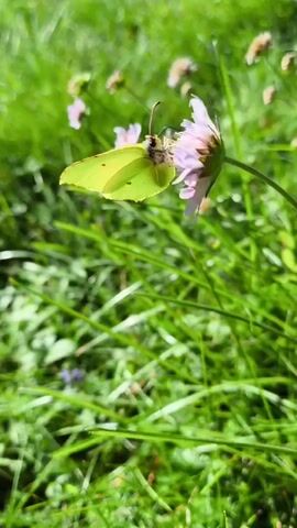 A close-up shot focuses on a bright yellow butterfly resting on a small, pale purple flower. The butterfly's wings are spread slightly, revealing delicate veins and small, darker spots. The flower is delicate, with multiple petals. The background consists of out-of-focus green grass and a few other blurry purple flower heads, suggesting an outdoor, natural setting like a meadow or garden on a sunny day. The overall lighting is bright, highlighting the vibrant colors of the butterfly and the flora.