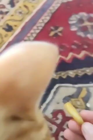 This is a short video clip featuring an orange and white cat being fed a treat from a human hand. The cat is on a rug with a patterned design. The activity shows the cat eagerly taking the treat and then nudging the hand for more. The setting appears to be indoors, likely a home. The lighting suggests daytime. There is no visible text in the video. The cat's actions indicate a positive interaction, with the cat appearing eager and satisfied.
