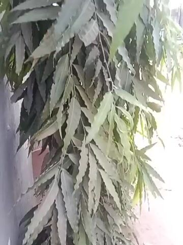 The video shows a hanging plant with many long, slender, green leaves. The plant appears to be growing close to a wall. The lighting suggests the video was taken outdoors on a sunny day. The camera angle is low, looking up at the plant, and the camera moves slightly throughout the video.