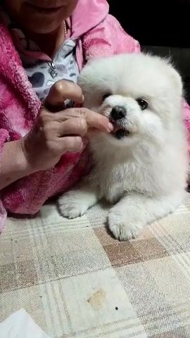 A person wearing a pink hooded robe is holding a small white fluffy dog. The person's right hand is near the dog's mouth, with a finger touching its nose or snout. The dog appears to be licking the finger. The dog is sitting on a table covered with a checkered tablecloth. The background is dark.