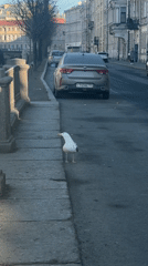 Woman takes selfie, seagulls spotted in Saint Petersburg
