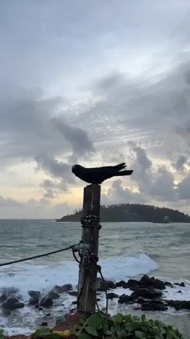 A black bird is perched on a weathered wooden post near the ocean. The sky is cloudy with hints of dawn or dusk light breaking through. The ocean is choppy with waves crashing against the rocky shore. The post is tied with rough rope and is part of a fence or railing. Green foliage is visible in the foreground.