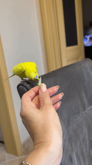 Dogs and budgies hanging out at home in suburban Russia