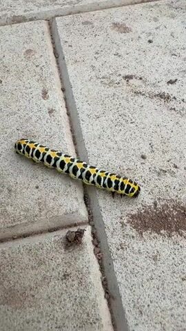 A caterpillar with yellow and black markings crawls across a tiled surface. The caterpillar is elongated and segmented, with a black head and tail. The tiles are light-colored and appear to be made of concrete or stone. Some dirt and debris are visible on the tiles. Green vegetation is present in the lower right corner of the frame. The camera is positioned above the caterpillar, looking down. The video is short, lasting only a few seconds, and shows the caterpillar moving slowly across the tiles.