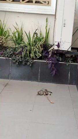 A cat is lying on the floor next to some plants. The cat is on its side and appears to be sleeping or resting. A toy is next to the cat. The floor is tiled and the plants are in a planter box. There is also a building in the background.