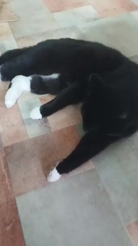 A black cat with white paws lies on a tiled floor. The cat is stretched out on its side, with its head resting on its paws. The floor is made of square tiles in shades of beige and brown. The lighting is dim.