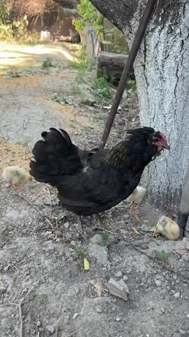 A black hen and three chicks stand in dirt near a tree. The hen is on the right, facing left, with its head down. One chick is to its left and two are to its left and slightly ahead. The ground is covered with dirt, small stones, and some dry leaves and twigs. A rusty metal pole leans against the tree. The background is blurred but appears to be an outdoor area with vegetation and possibly some structures.