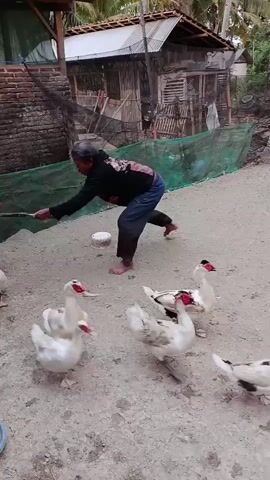 A person is bending over in a dirt yard, holding a net, and appears to be interacting with a white duck. Several other white ducks are visible in the foreground, some with red markings around their eyes and beaks. In the background, there is a brick wall, a wooden structure with a corrugated metal roof, and netting. The ground is covered in dirt and some small debris.