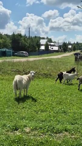 A white goat stands in a grassy field, looking at the camera. Behind it, several other goats, one black and white and one white, are moving away from the camera. In the background, there are houses and trees. The sky is blue with white clouds.
