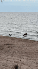 Beach camping morning at Zelenaya Roshcha, Gulf of Finland