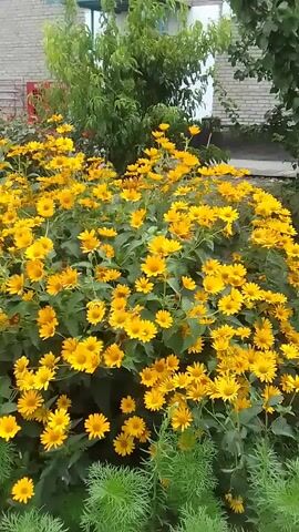 The video opens on a close-up of yellow flowers. The camera then pans to the left, revealing a bed of yellow flowers with some pink and red flowers interspersed. Behind the flowers, there is a building with a brick facade and green trees. The camera continues to pan left, showing more of the flower beds and the building. The video then moves to a different area, showing a bed of roses in various colors, including red, pink, and white. There is also a fence in the background. The camera pans across the rose beds. The video concludes with a shot of the rose beds and the fence.
