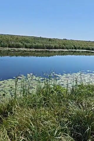 A wide shot of a calm body of water with lily pads floating on the surface. The water is surrounded by tall green grass and reeds, and the sky is a clear blue. The scene appears peaceful and natural.