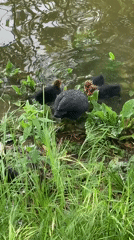 Mother coot tends chicks in garden pond setting