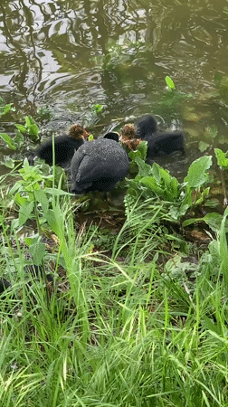Mother coot tends chicks in garden pond setting
