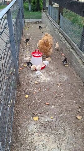 This media file shows a hen and her chicks gathered around a red and white chick feeder in an outdoor enclosure. The ground is dirt and scattered with dry leaves and some pieces of orange, likely carrots. A chain-link fence runs along the foreground and the side of the enclosure, suggesting a farm or backyard setting. Beyond the fence, there is some greenery and what appears to be more fencing or wooden structures. The hen is a light brown or buff color and is alert, with several fluffy chicks of varying colors, including yellow, white, and black, pecking at the food. The lighting suggests it is daytime, possibly late morning or afternoon, with no strong shadows indicating harsh sunlight. The scene is peaceful, depicting a natural mother-hen caring for her young. There is no visible text in the media file. The location is Bardar, Moldova.