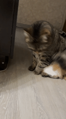 Tabby cat at home in Simferopol, grooming and posing