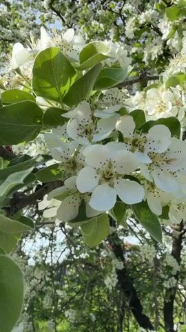 The video features a close-up view of a tree adorned with abundant white blossoms and fresh green leaves, bathed in bright sunlight. The camera slowly pans upwards, revealing dense clusters of small, white flowers, each with delicate petals and visible dark stamens. The vibrant green leaves are interspersed among the blooms, some catching the light and appearing translucent. The tree branches are visible, forming a natural framework for the blossoms. In the background, more blooming trees and distant green foliage under a clear sky suggest an expansive outdoor setting, likely a garden or orchard in Priseltsi, Bulgaria. The gentle swaying of the branches indicates a light breeze. At the beginning of the video, the distinct sound of a dog barking can be heard, adding to the natural ambiance of the scene. The overall impression is one of serene spring beauty on a sunny day.