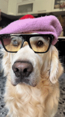 Golden retriever in purple beret photographed around Tbilisi