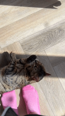 Bengal cat relaxes on sunlit wooden floor during morning hours