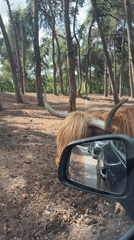 Highland cattle and deer at a Hilvarenbeek park
