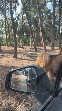 Highland cattle and deer at a Hilvarenbeek park