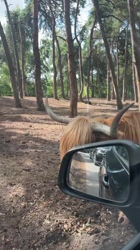 Highland cattle and deer at a Hilvarenbeek park