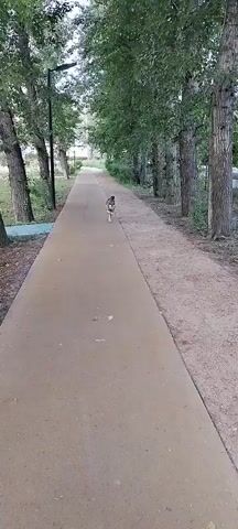 A dog trots down a paved path lined with trees. The dog is a medium-sized dog with brown and black fur. The path is a light brown color and is surrounded by grass and trees. The video is shot from the perspective of someone following the dog. The dog runs away from the camera for a few seconds, then turns around and runs back towards the camera. The video ends with the dog running out of frame to the right.