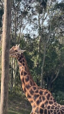 This video shows a giraffe in an outdoor enclosure with a grassy ground and trees in the background. A wooden pole is positioned in the foreground, and the giraffe is shown interacting with it. The giraffe’s head is near the pole, and it appears to be rubbing its head against it. The camera pans down to show the giraffe's body, revealing its distinctive spotted pattern and long legs. The video then returns to focus on the giraffe's head and its interaction with the pole.