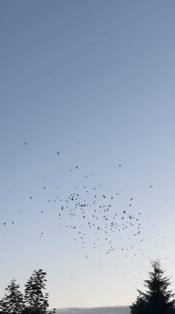 Birds, a cat, and a Latvian summer evening winding down