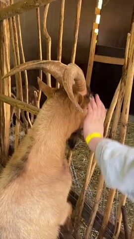A person wearing a light blue denim jacket strokes a tan goat with large horns inside a wooden pen. Another goat, with black and grey fur, stands in the background inside the pen. The pen has a slanted roof and a window with foliage visible outside. The ground is covered with hay.