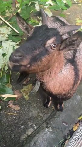 The video shows two goats in an outdoor, possibly fenced, enclosure. In the first shot, a close-up of a goat's face is captured. The goat has brown and black fur, short horns, and is looking directly at the camera. It has a goatee. The background is blurred, but appears to be a mix of leaves and pavement. The second shot shows the same goat from above, with its head lowered and facing away from the camera. Its back is visible, showing a dark stripe down its spine. In the third shot, a large, wet, reddish-brown rock is in the foreground, surrounded by wet green leaves and debris. The fourth shot shows a different goat, entirely black with white on its hindquarters, standing in the enclosure. It is facing away from the camera and appears to be eating or sniffing at the leaves on the ground. In the background, there are two white buckets, a metal fence, and wooden posts. The ground is damp and appears to be dirt or mud. The overall environment suggests an animal enclosure or a natural outdoor setting with some man-made elements.