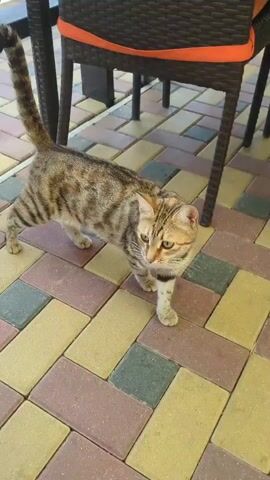 A tabby cat stands on a multicolored brick patio. It looks to its left, then turns and walks away. A wicker chair with an orange cushion is visible in the background.
