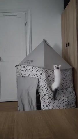 A white and black cat is seen playing around a gray tent with a black triangle pattern and the words "Little big fun" printed on it in black. The tent is set up indoors, likely in a child's room, with a wooden floor and a white door and closet visible in the background. The cat is captured in various poses of play, including jumping up the side of the tent and poking its head out from the entrance. The lighting suggests it is daytime.