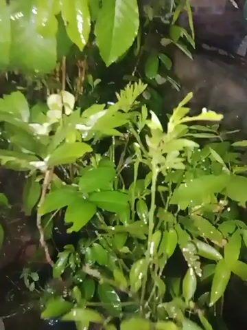 This is a video of plants being watered or rained on. The leaves are wet and shiny. The video is shaky and blurry, making it difficult to identify the specific type of plants. The lighting is dim, suggesting it is either nighttime or very overcast. There are no people or animals visible in the video.