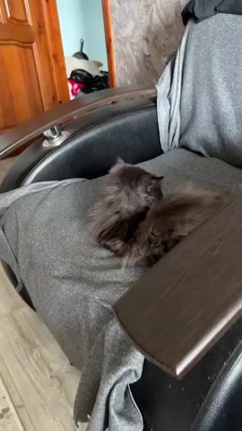 A fluffy gray cat is curled up on a gray blanket on a black chair. The cat's head is turned to the right, and it appears to be grooming itself. The background is slightly blurred but shows a wooden door and wall.