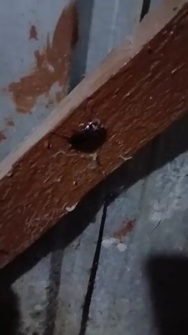 The video shows a close-up view of a cockroach on a wooden surface. The cockroach is dark brown or black and appears to be moving. The wooden surface is angled and has a rough texture. The background is dark and appears to be a wall or some other surface with some discoloration. The lighting is dim, casting a shadow of the cockroach.