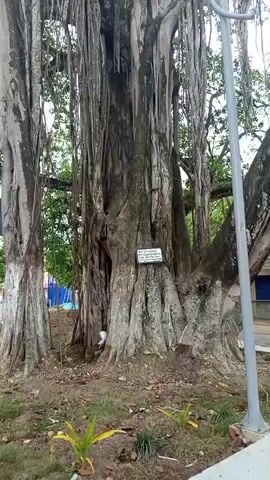 The video shows a very large, ancient tree with a thick, gnarled trunk and numerous aerial roots hanging down like curtains. The tree is surrounded by dry, brown soil with some scattered leaves and small plants. In the background, there are hints of other trees and buildings. A white sign is attached to the trunk of the large tree. The video is shot from a low angle, looking up at the canopy of the tree, and the lighting suggests an overcast day. The camera appears to be moving slowly upwards, panning slightly. There are no people visible in the footage.
