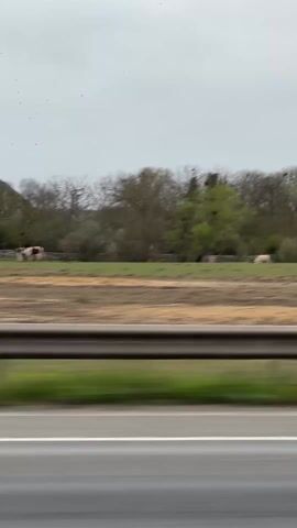 A video filmed from a moving vehicle shows a field containing several cows grazing. The road is blurred due to the speed of the vehicle. The cows are various colors, including black, white, and brown. Trees line the background of the field. The sky is overcast.