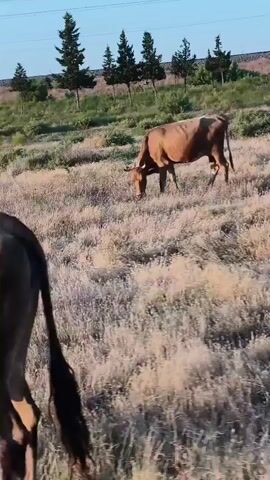 The video shows two cows in a grassy field. The cow in the foreground is facing away from the camera, its back and hindquarters are visible. The cow in the background is facing the camera and grazing on grass. The field is dry and yellow, with some green vegetation and trees on a hill in the background. The sky is clear and blue.