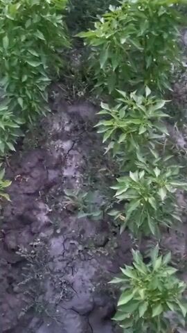 The video shows a top-down view of a field of small green plants, likely chili pepper plants given their appearance. The plants are arranged in rows with dark, dry soil between them. Some weeds are also visible growing in the soil. The lighting suggests it may be dusk or dawn, or an overcast day. There are no people or animals visible. The camera is panning slightly, showing the expanse of the field.