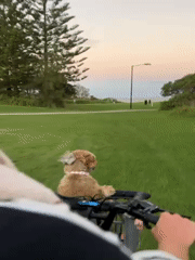 Man cycles through Bulli park with dog in basket