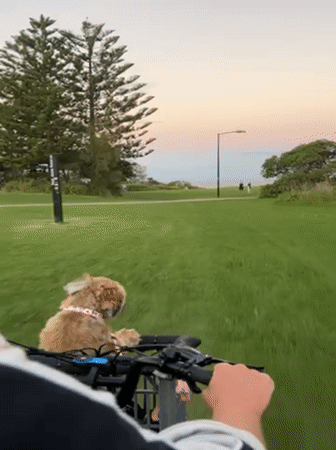 Man cycles through Bulli park with dog in basket