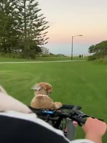 Man cycles through Bulli park with dog in basket