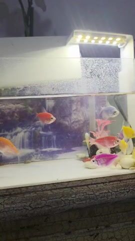 The video shows a close-up view of a small aquarium containing several colorful fish. The aquarium is lit from above by a white LED light fixture. The background of the aquarium features a scenic image of a waterfall and greenery. Several fish, in various bright colors including pink, orange, yellow, and blue, are swimming in the tank. Some small white pebbles and a pink artificial plant are visible at the bottom of the tank. The water appears clear. The video is shot from a stationary position, offering a direct view into the aquarium. The overall impression is of a well-maintained aquarium with lively fish.