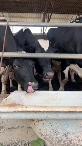 The video shows several black and white cows standing in a barn. They are behind a metal gate and appear to be eating or drinking from a white trough. The floor of the barn is covered in mud and manure. The barn has a metal roof.