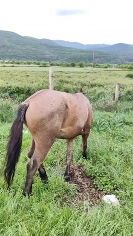 The video shows a brown horse grazing in a grassy field. The horse has a black tail and is standing near a fence line. In the background, there is a field, trees and hills. The sky is overcast.
