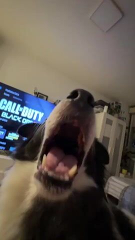 A close-up, low-angle shot shows the open mouth and nose of a black and white dog. The dog's tongue is visible. The dog appears to be yawning or vocalizing. In the background, a television screen displays the game "Call of Duty: Black Ops." The room is dimly lit with artificial light. A white closet and some shelves are visible on the right side of the frame. The dog is positioned in the foreground, obscuring much of the background.